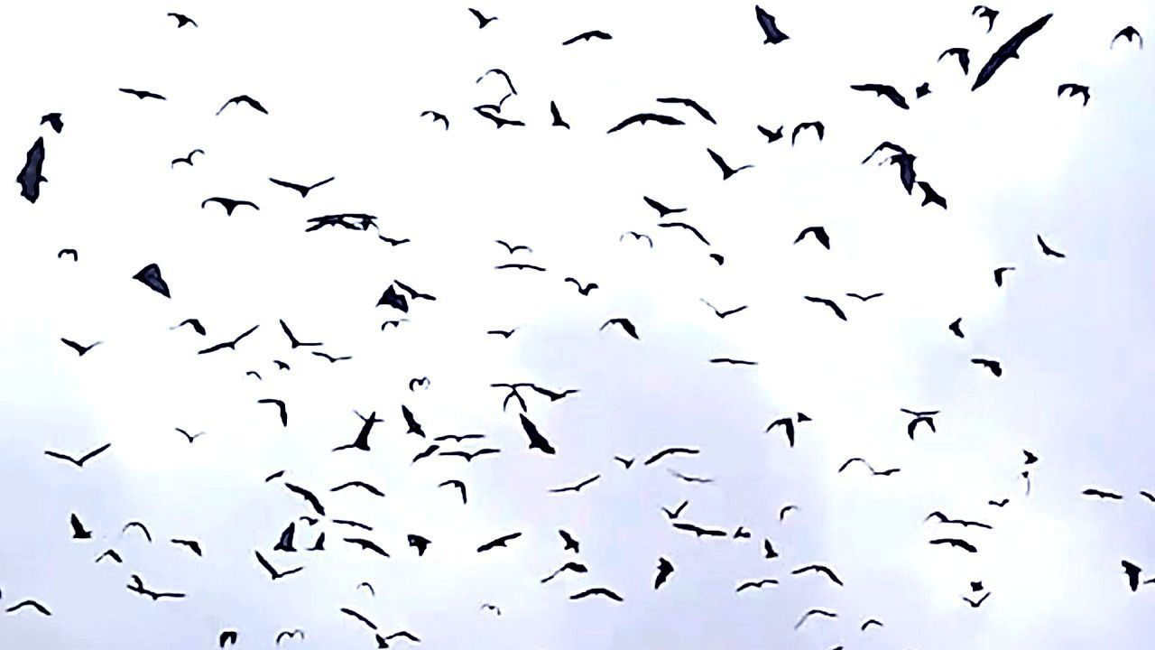 Sturm-zieht-auf-Tausende-Flederm-use-verdunkeln-den-Himmel