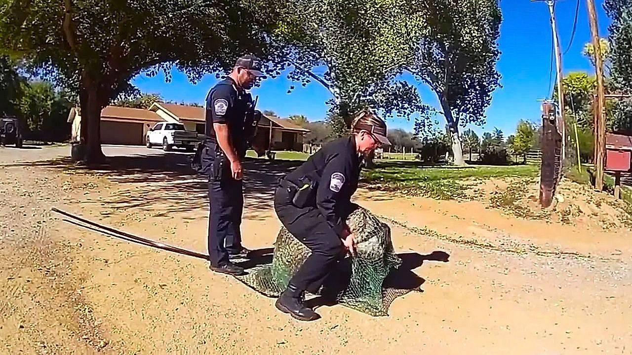 Escaped-emu-captured-after-two-day-chase-in-Arizona