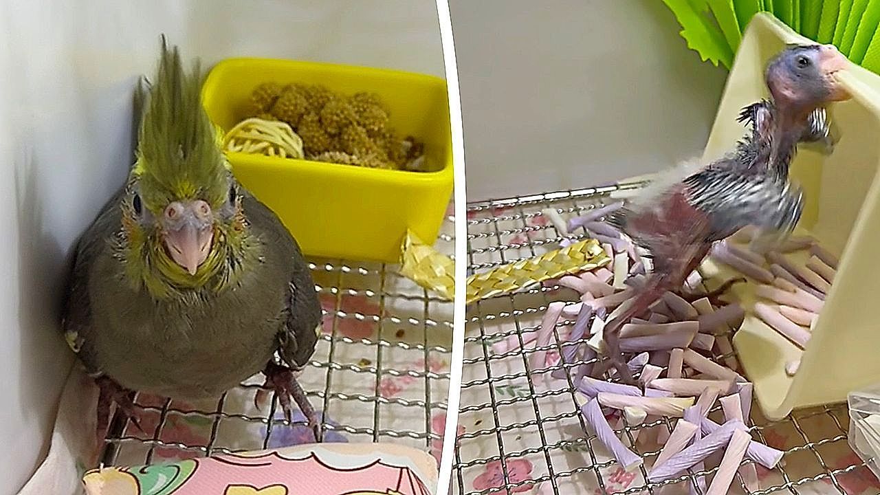 Chick goes wild while cockatiel mother remains hilariously calm