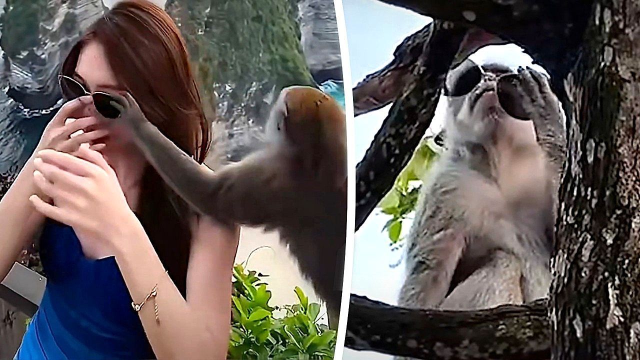 Video: Wilde Mode: Frecher Affe stiehlt Touristin die Sonnenbrille