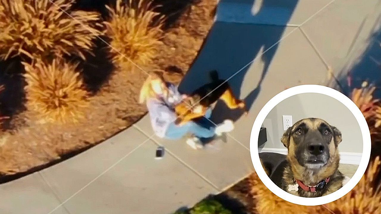 Drohne-findet-Ausrei-er-Tiersch-tzer-orten-entlaufene-H-ndin-aus-der-Luft