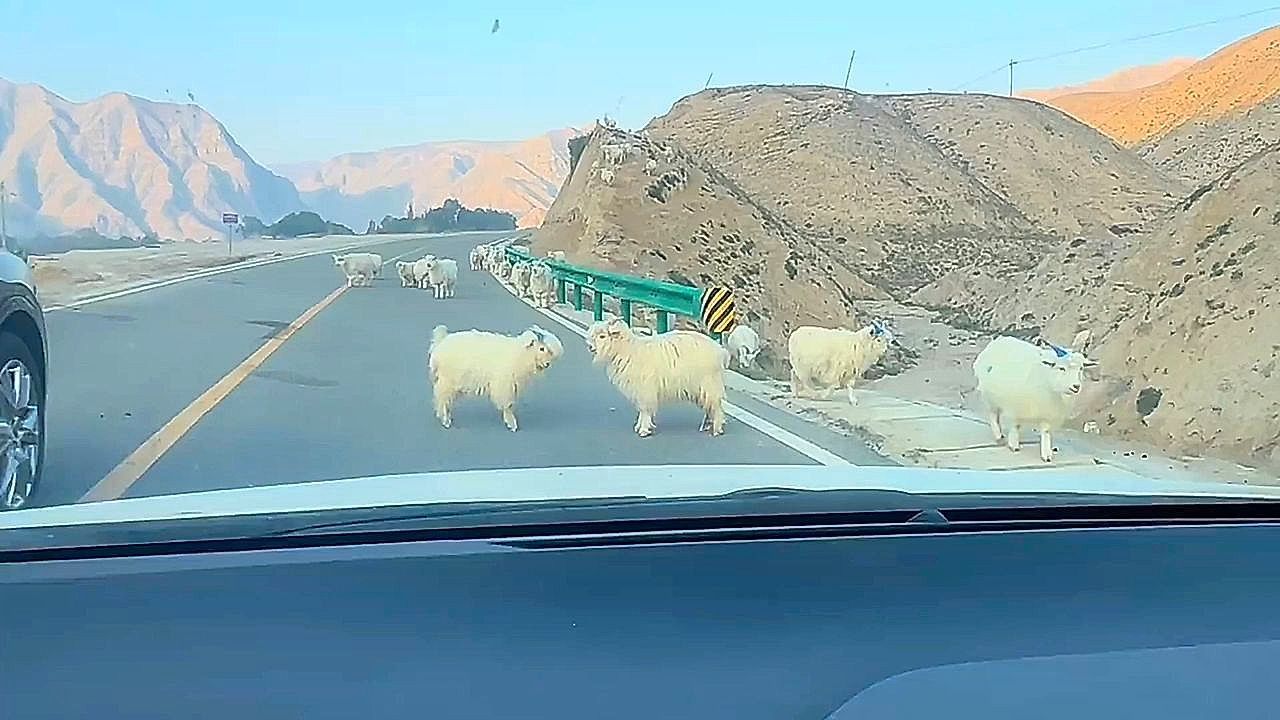 Video: Stubborn lambs star in hilarious headbutting fight on Chinese highway