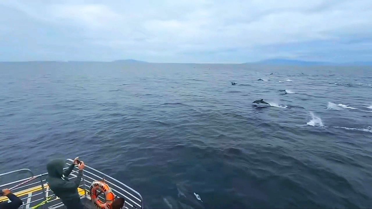 Video: Dolphin stampede! Hundreds race alongside boat off California coast