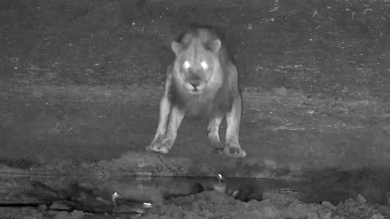 Video: Scaredy cat lion leaps in fright as ducks take off from watering hole