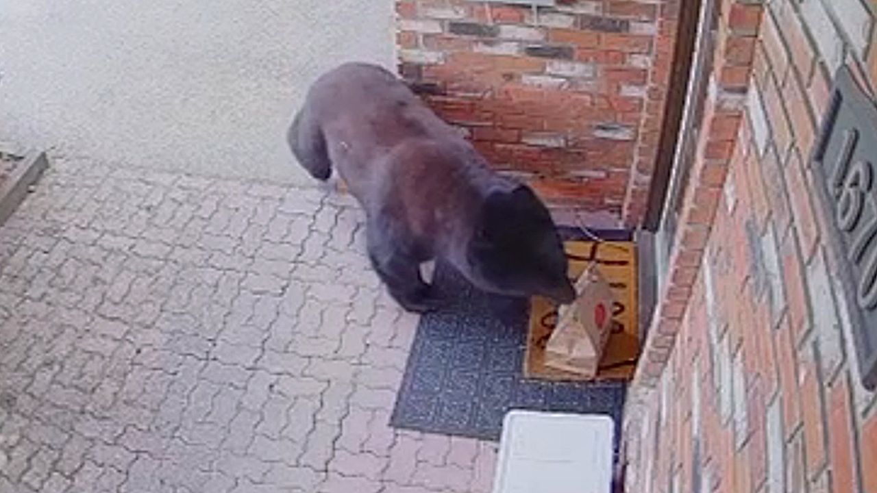 Hungry-bear-casually-steals-DoorDash-dinner-from-doorstep