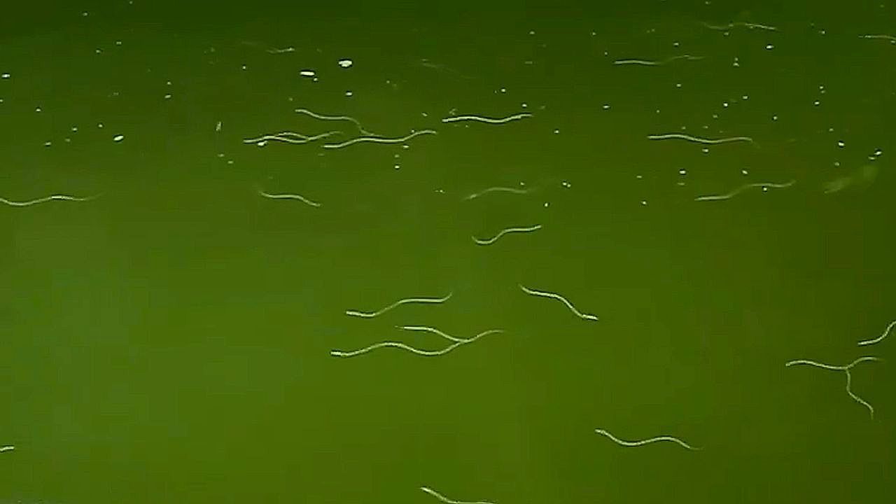Hundreds-of-newborn-snakes-surge-near-temple-in-a-rare-sight-in-India