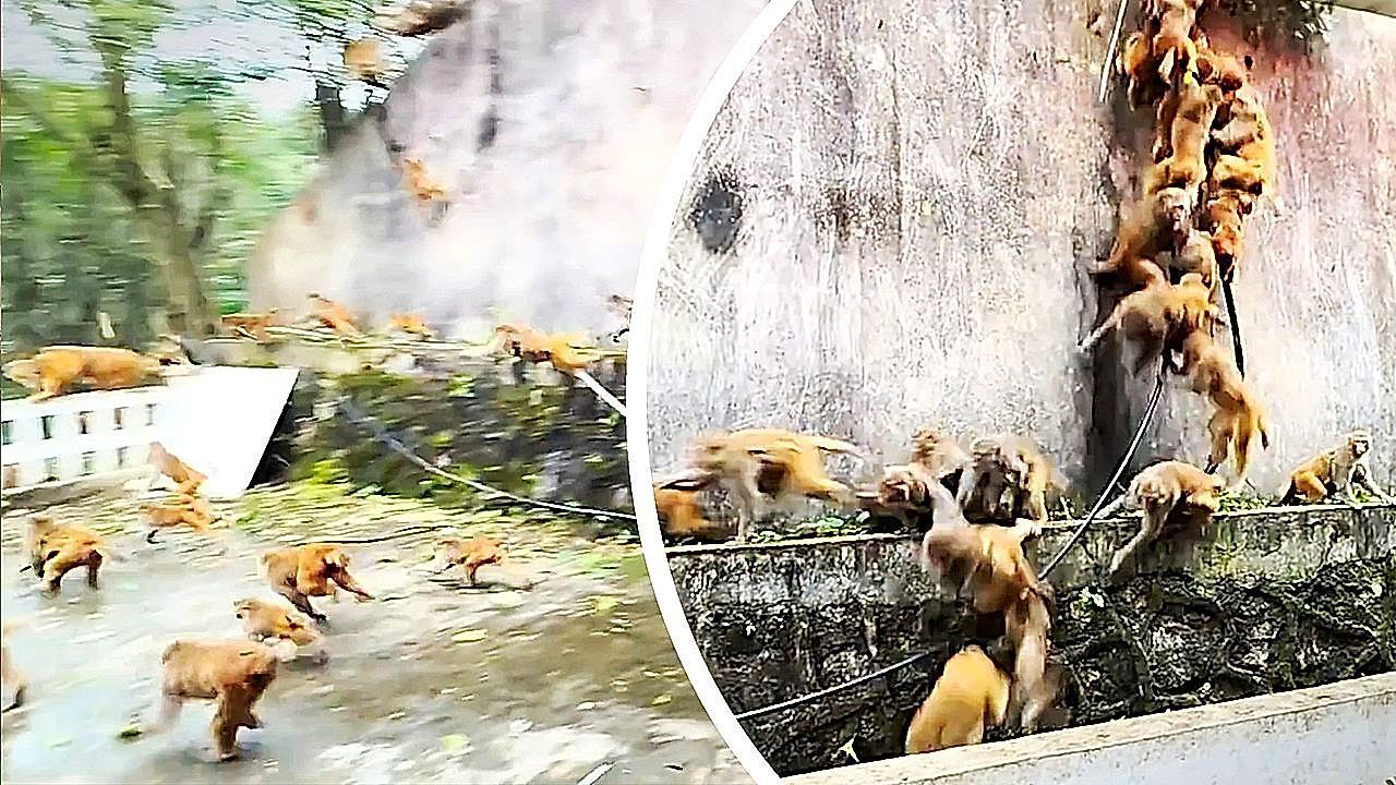 Video: Primaten-Lawine in China: Affen rasen wie die Lemminge Berg herab