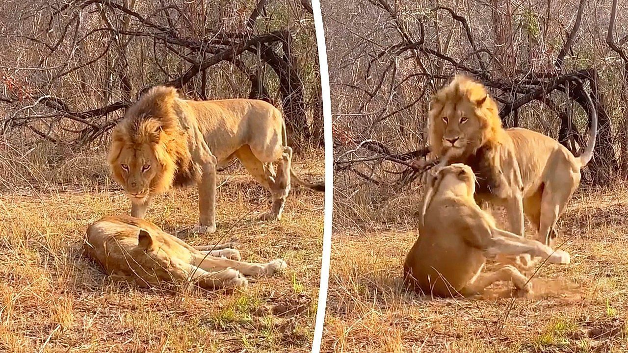 Löwin schwer genervt: Liebesbedürftiger Löwe bekommt kratzige Abfuhr