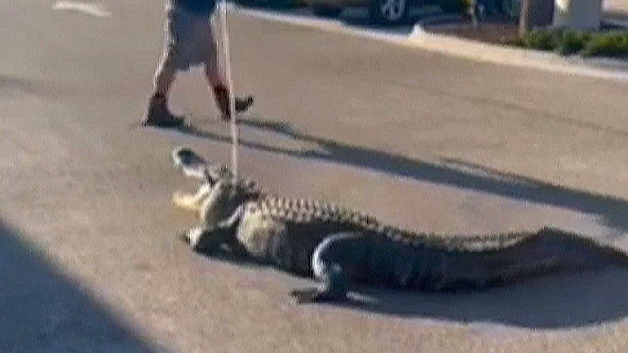 Video: Kundschaft mit Biss – riesiger Alligator treibt sich in Florida vor Lebensmittelladen herum