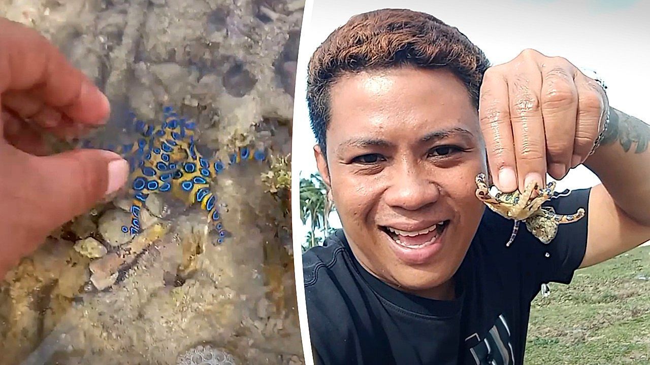 Tödlicher Tintenfisch – naiver Tourist greift einfach zu