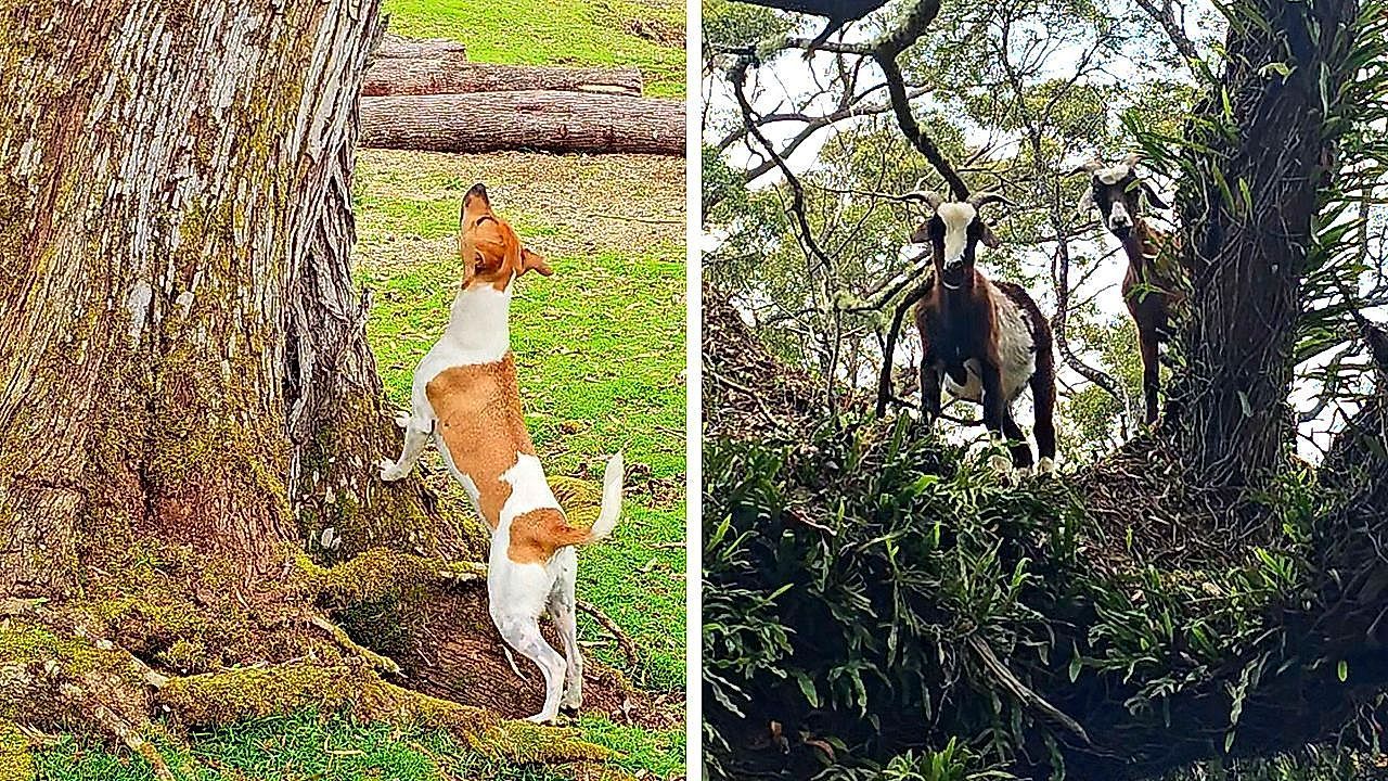 Video: Abgehoben: Meckernde Ziegen sitzen auf Baum fest