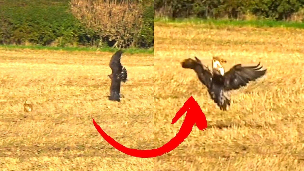Video: Spektakuläres Flucht-Manöver: Hase entkommt Adler mit Rückwärtssalto