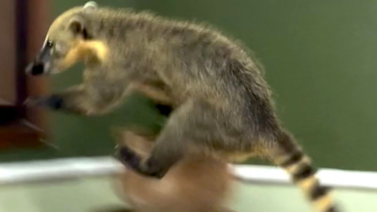 Tierischer-Einbrecher-Nasenb-r-verw-stet-Schlafzimmer-in-Rio