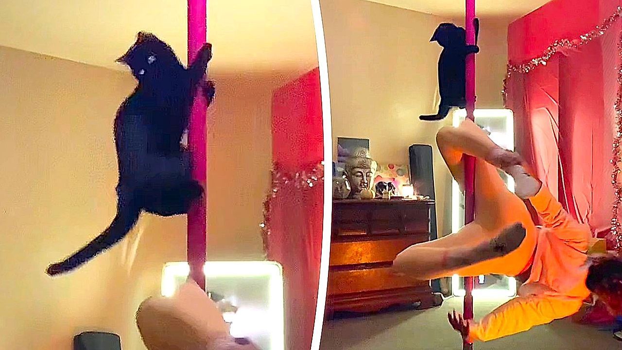 Tanz-an-der-Stange-Katze-stiehlt-Besitzerin-beim-Pole-Dance-die-Show