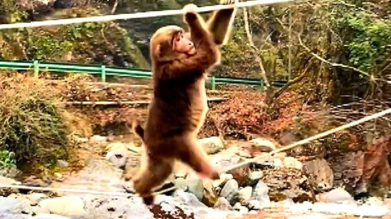 Clever-monkey-tightropes-across-river-with-mischief-in-mind