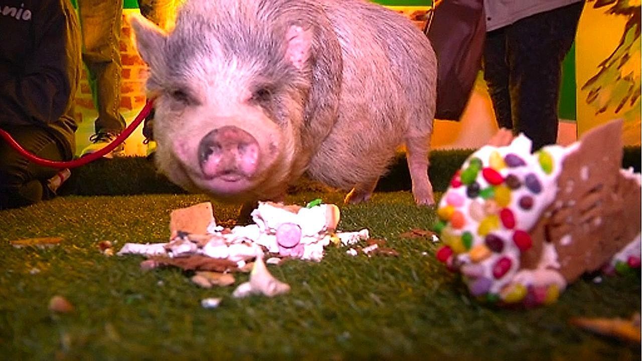 Video: Possum im Schlaraffenland: Schwein macht Lebkuchenstadt platt