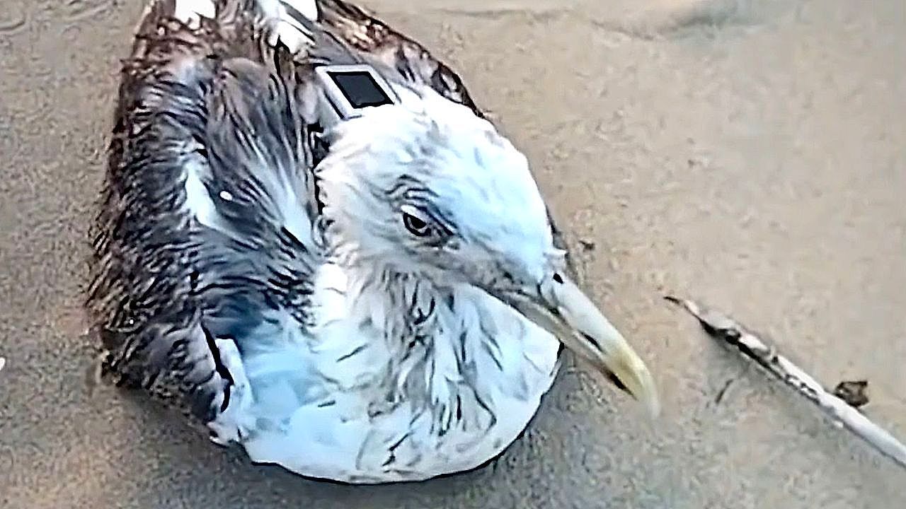 -Cyborg-seagull-near-naval-base-sparks-alarm-then-raises-new-questions