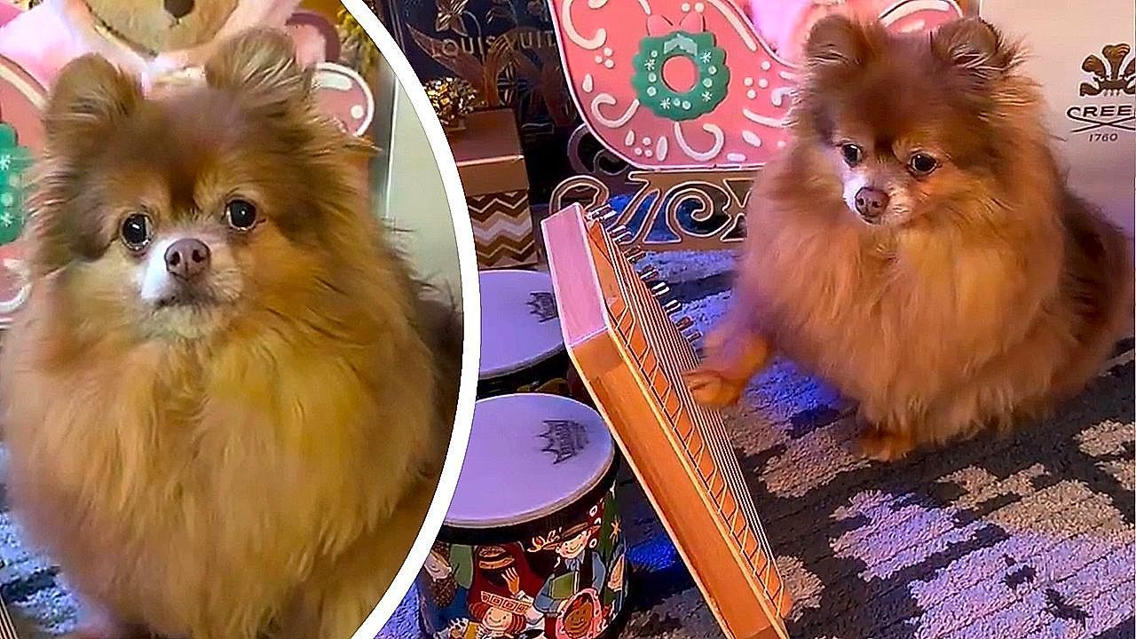 A-pet-friendly-musical-This-little-Pomeranian-captivates-everyone-with-her-artistic-talent