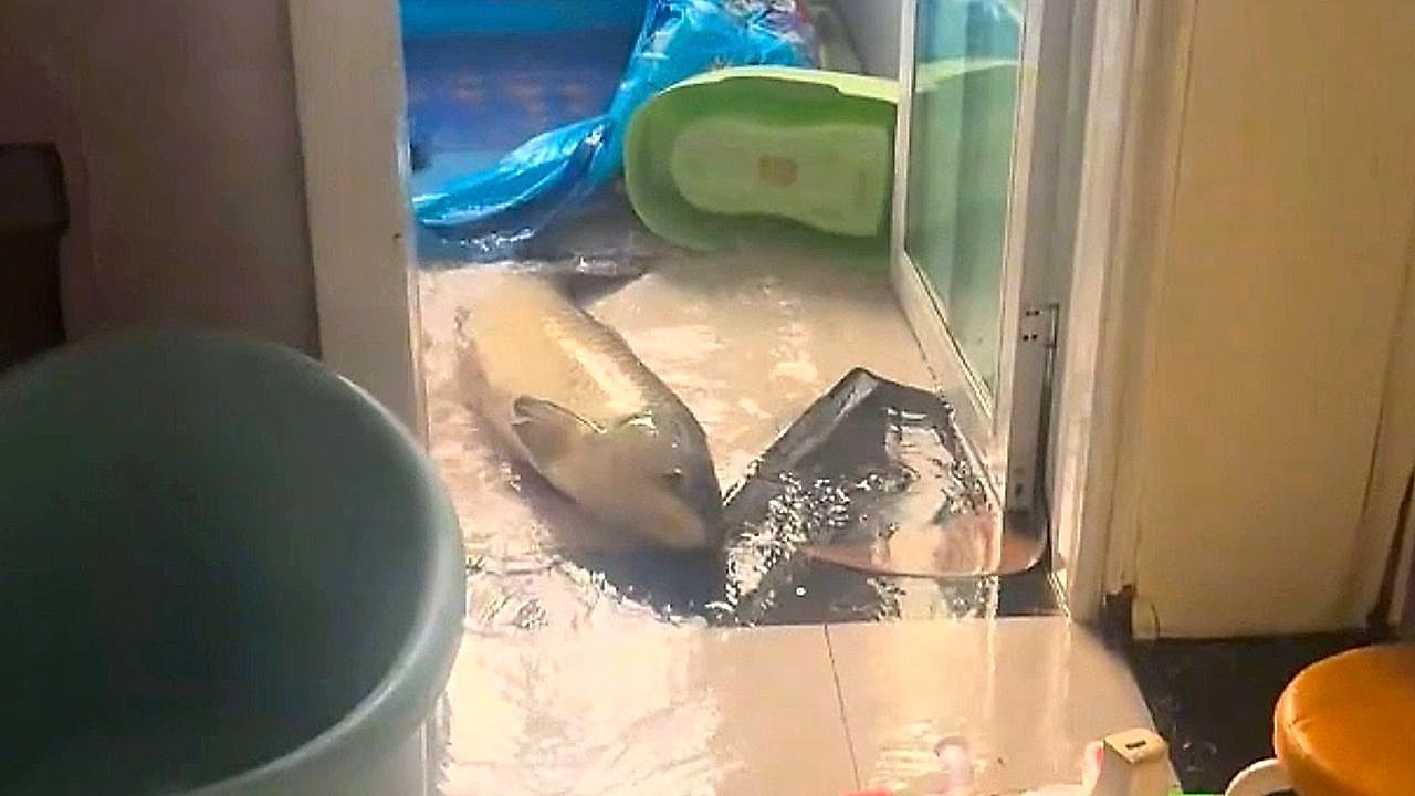 Runaway-giant-fish-turns-home-into-slippery-chaos