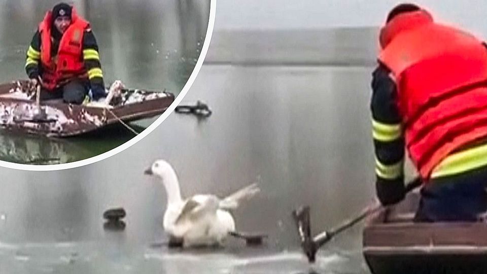 Bei Minusgraden festgefroren: Feuerwehr rückt zur Gänserettung aus