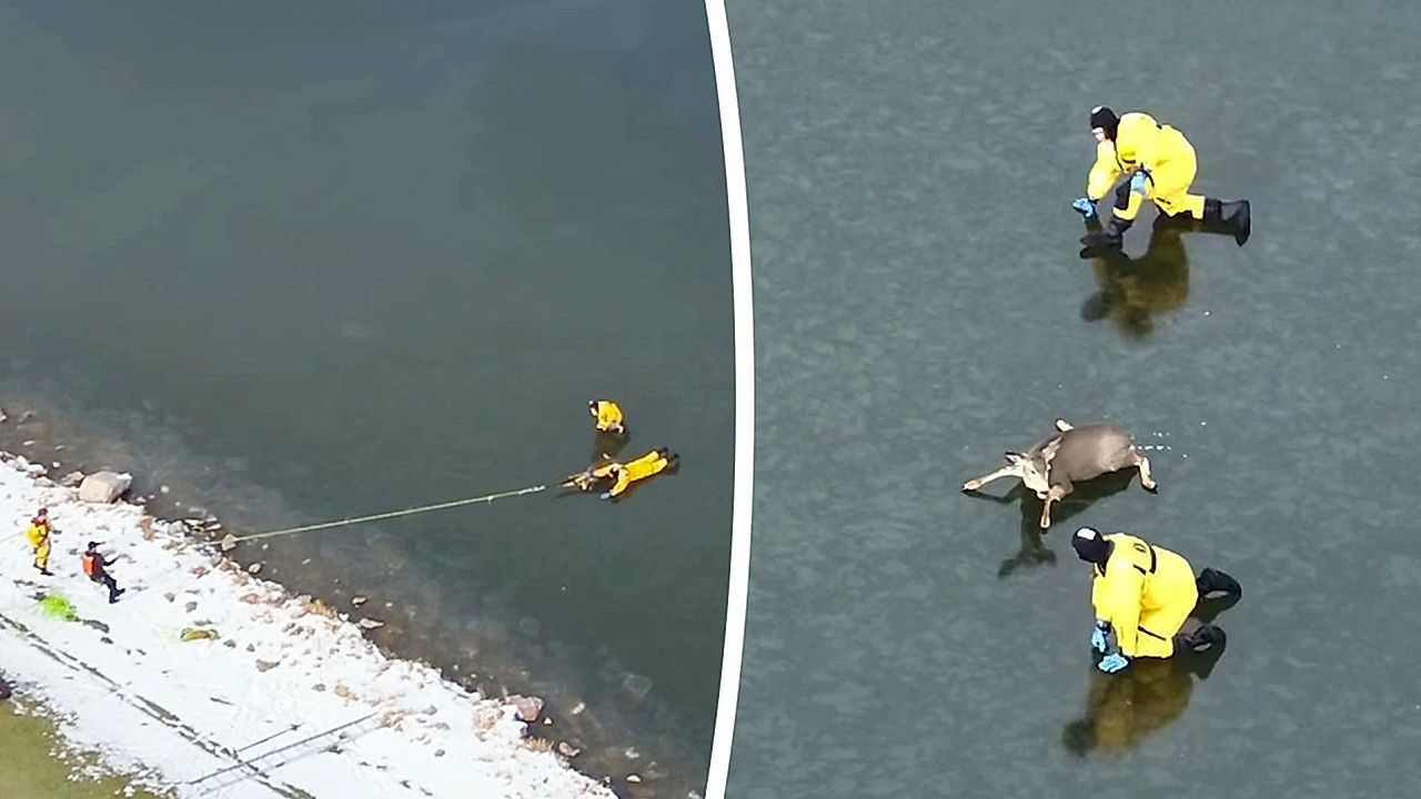Drone-footage-shows-injured-and-exhausted-deer-rescued-from-middle-of-frozen-Colorado-reservoir