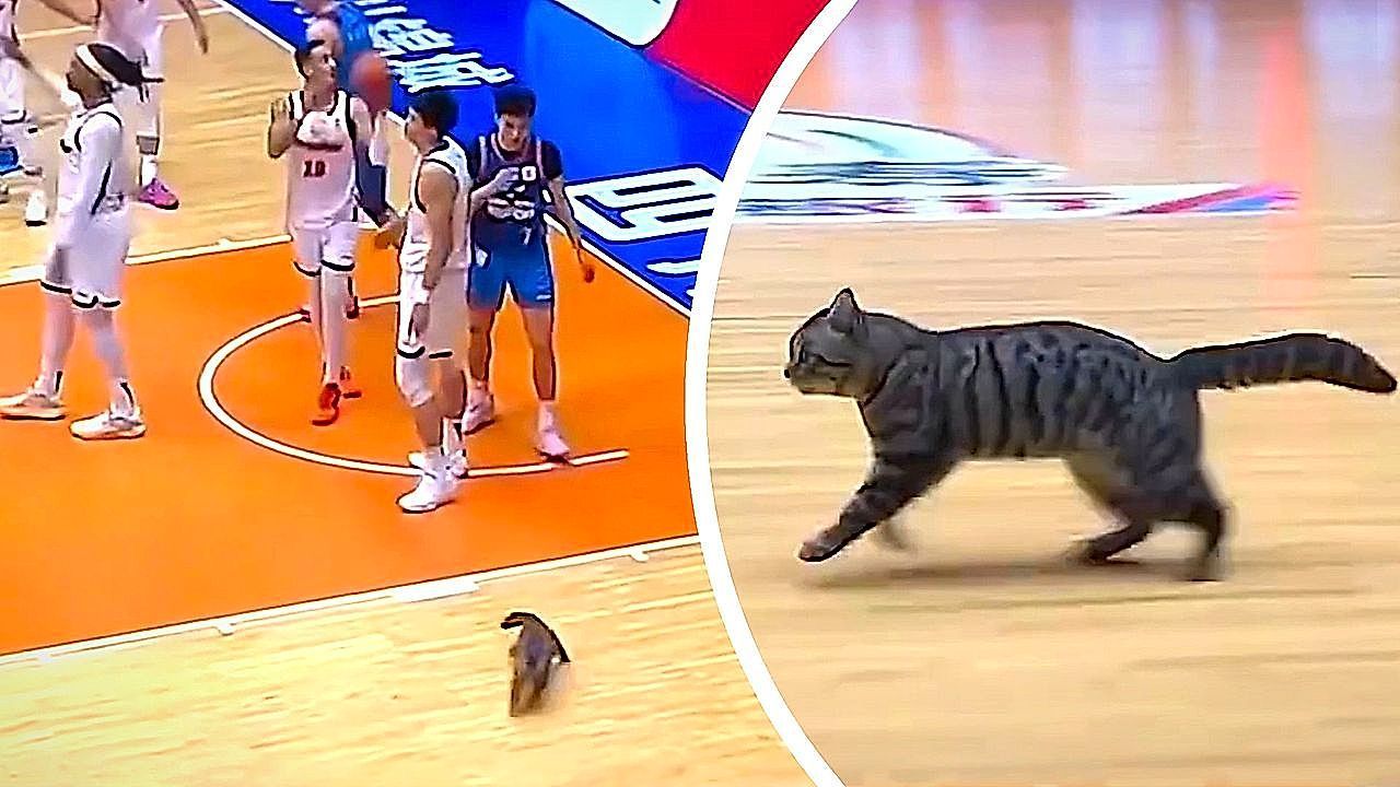 Video: Stray cat steals the spotlight during pro basketball game