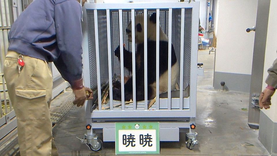 Japans letzte Riesenpandas verlassen Tokio – Ende einer 50-jährigen Ära