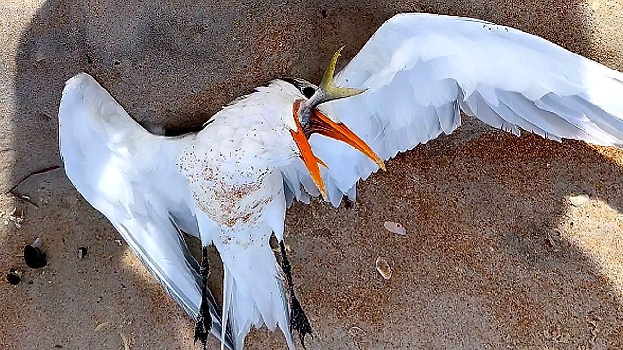 Video: Mother and daughter rescue choking bird in unexpected Florida moment