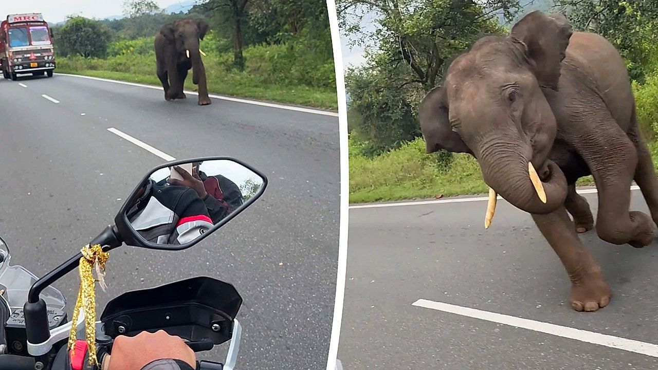Vollgas-rettet-Leben-Motorradfahrer-entkommt-w-tendem-Elefanten