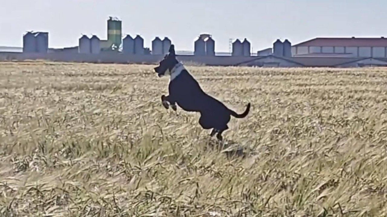 Wie-ein-Hase-H-ndin-Luna-springt-Kaninchen-hinterher