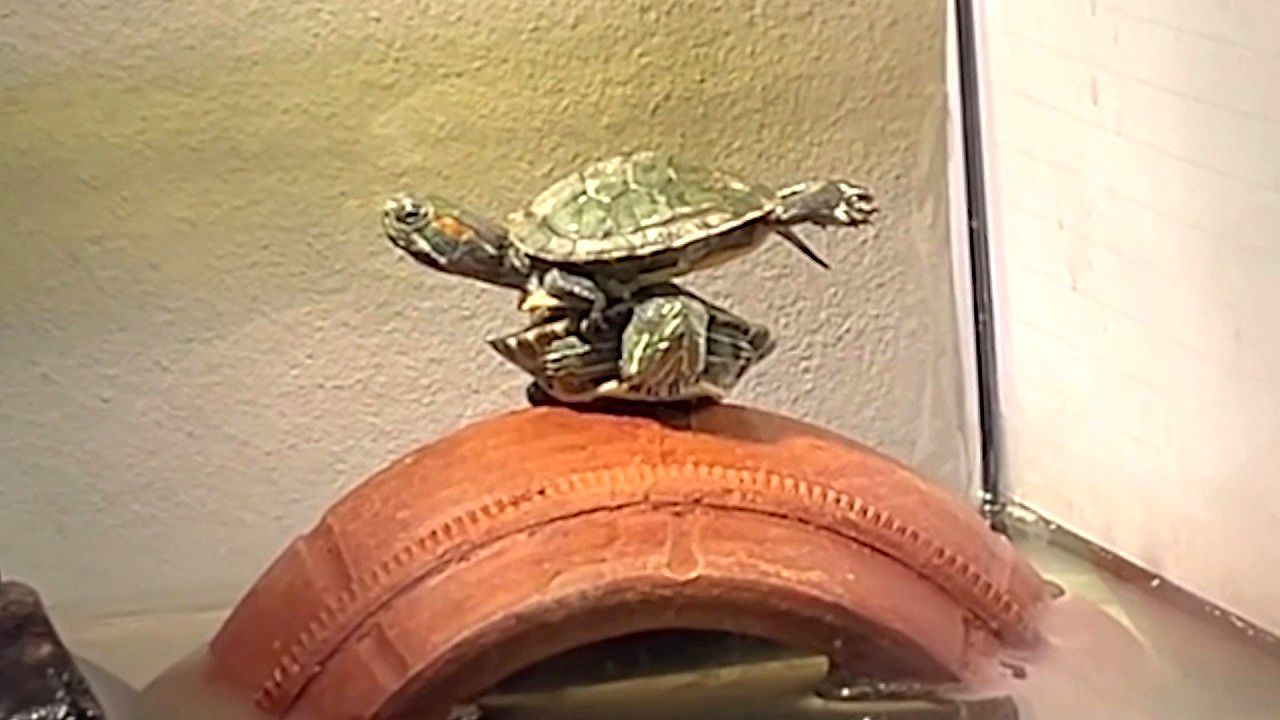 Video: Turtle strikes a perfect “yoga pose” while balancing on its buddy