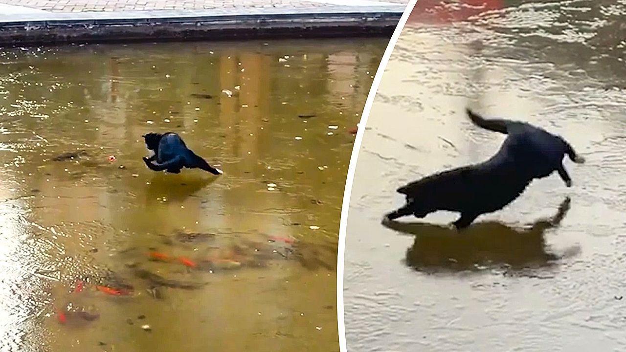 Video: Fische zum Greifen nahe: Katze verzweifelt an zugefrorenem Teich