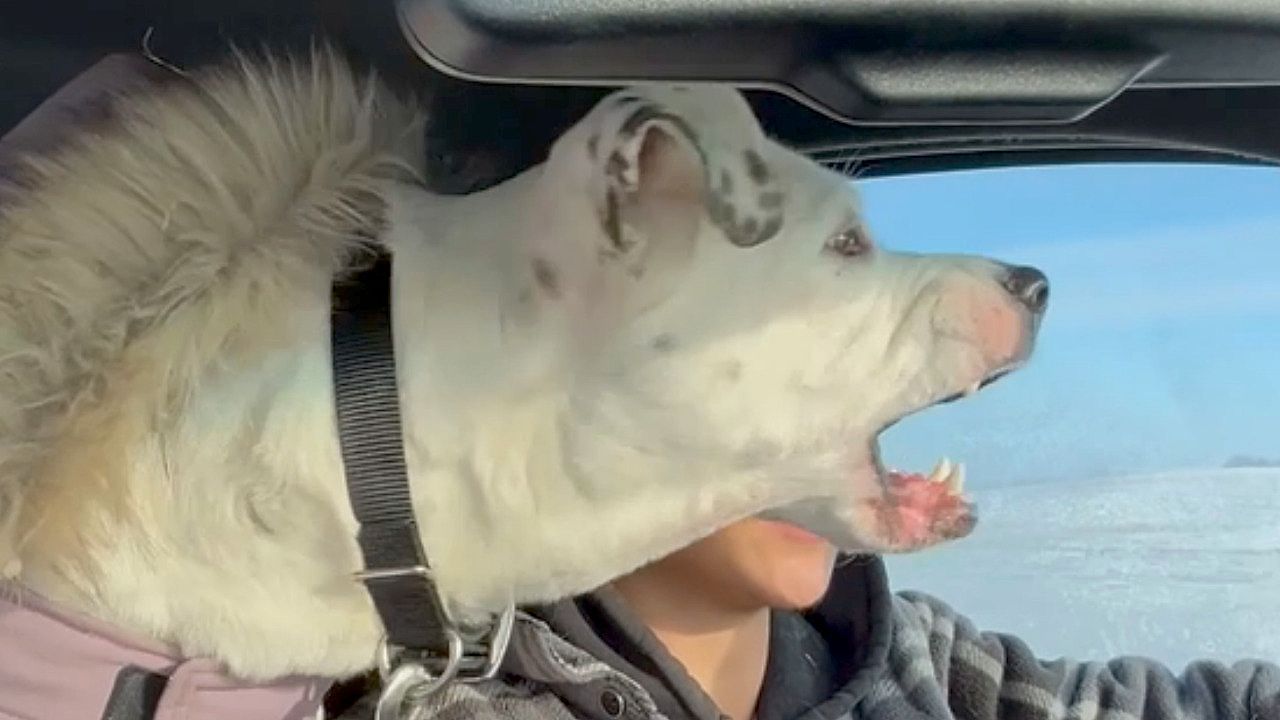 Video: Tierisch hungrig: Hündin „frisst“ vorbeifahrende Autos