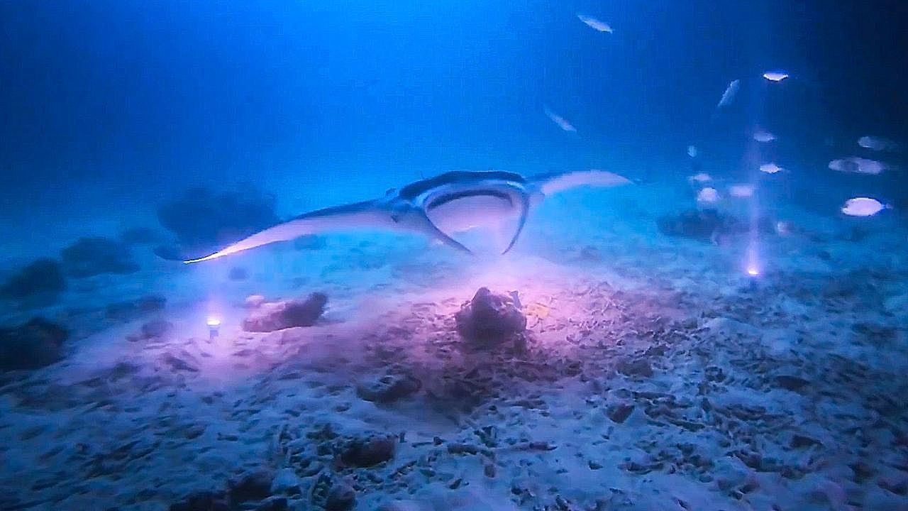 Video: Manta ray glides into glowing flashlight circle in Maldives night dive