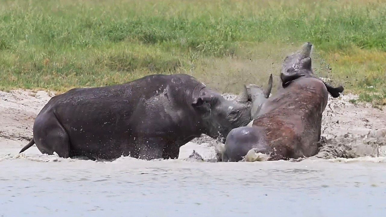 Video: Heftiger Revierstreit: Nashorn hebelt Rivalen ins Wasser aus
