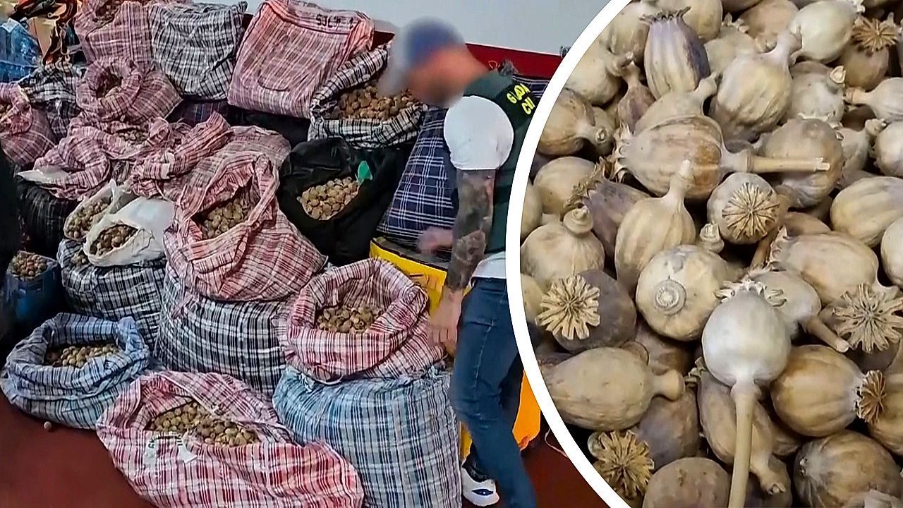 Video: Mega-Fund bei Hausdurchsuchung: Hunderte Kilo Opiummohn in Spanien entdeckt