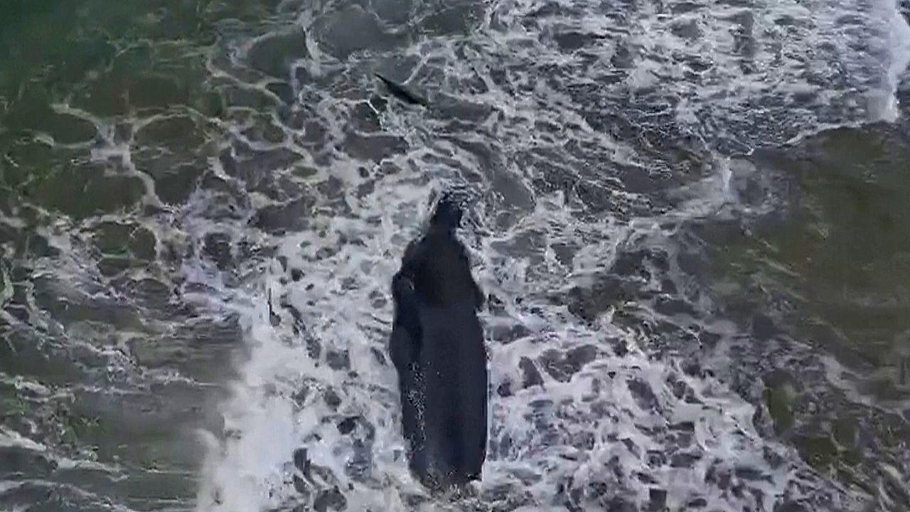 Video: Gefährdeter Pottwal in Süd-Israel angespült: Obduktion soll Todesursache klären