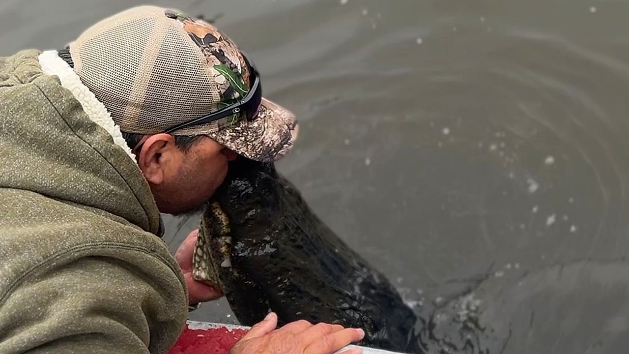Video: New Orleans bayou tour guide kisses alligator