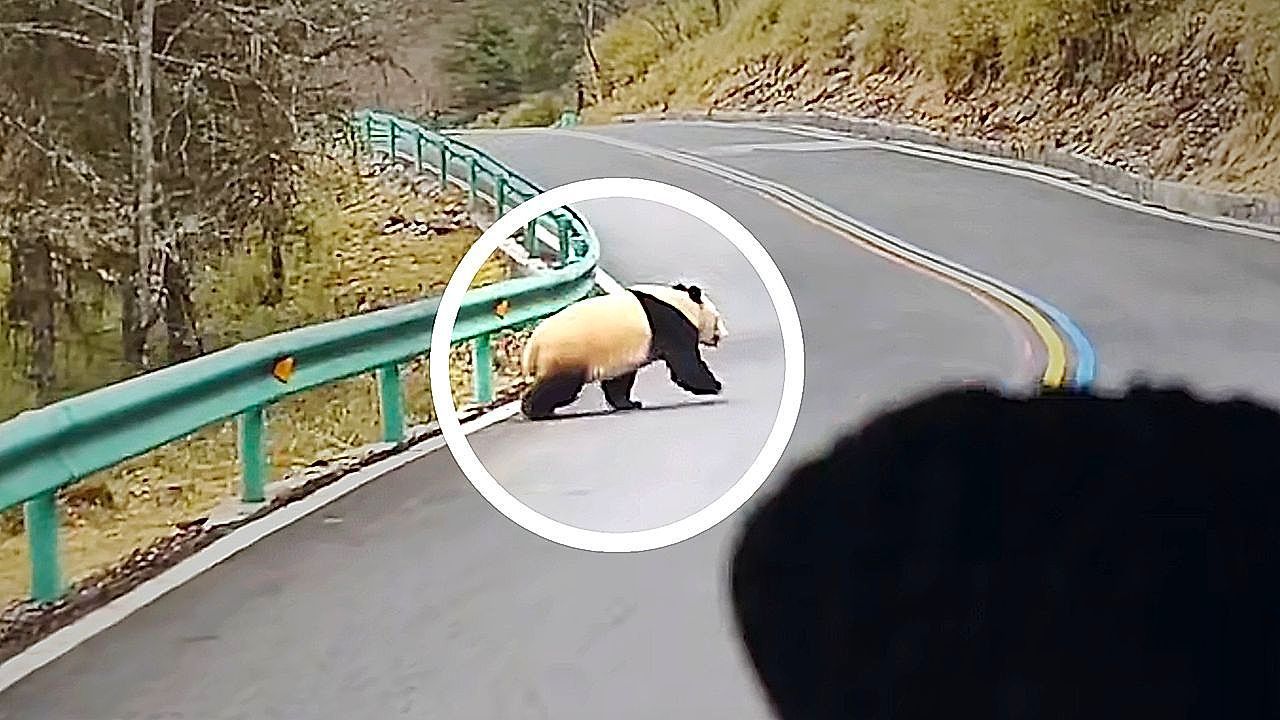 Video: Wild giant panda strolls across mountain road in China