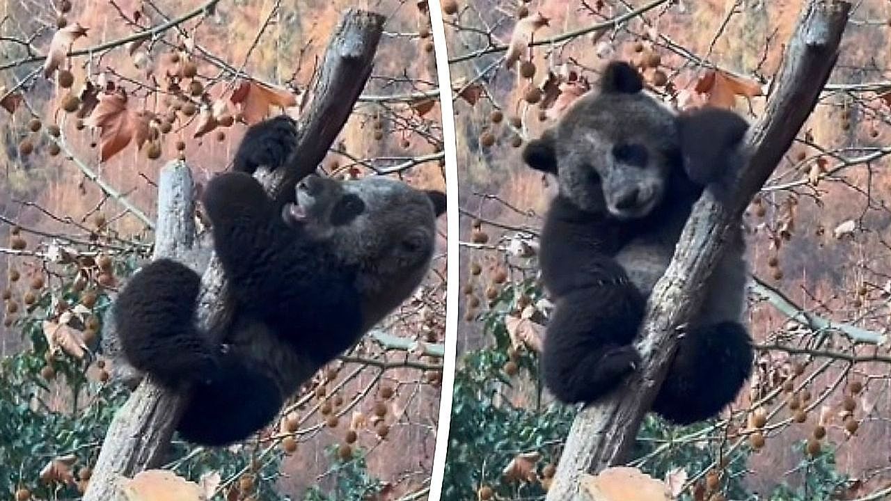 Video: Nicht wiederzuerkennen: Panda wird nach Schlammbad zum Schwarzbären