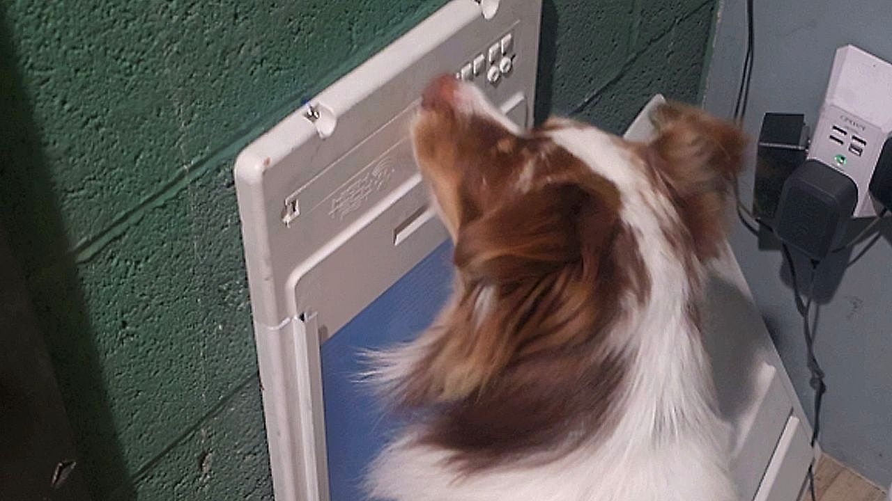 Video: Verblüffter Besitzer: Genialer Hund knackt Zahlencode der Haustierklappe
