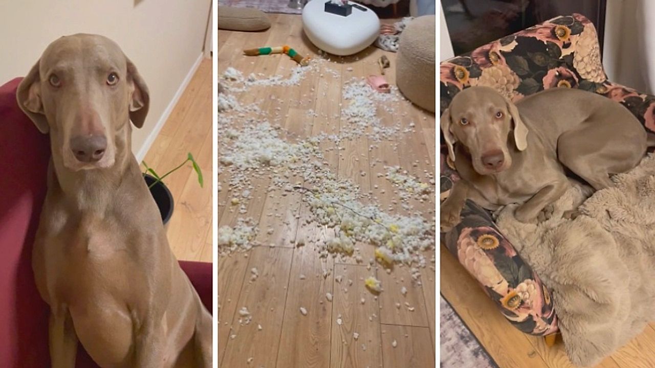 Video: Ertappt: Hunde zerlegen ihr Bett und hinterlassen riesiges Chaos