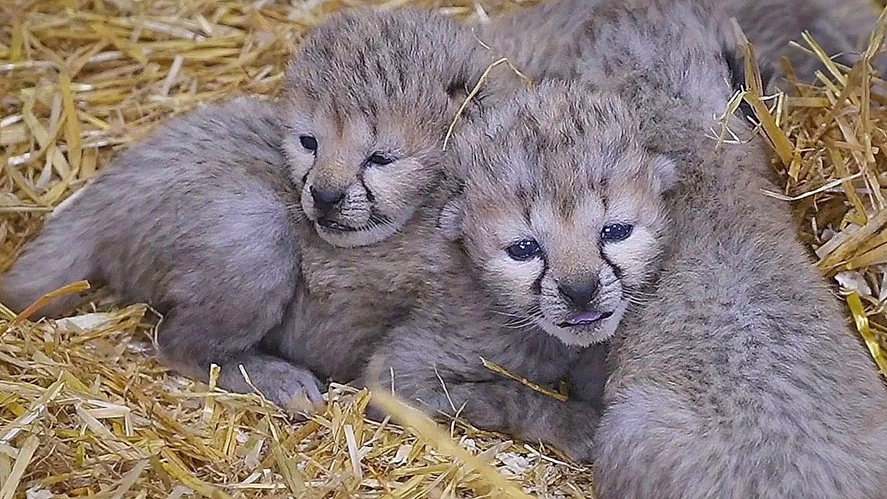 Video: Four endangered cheetah cubs are born at Wildlife Park in England