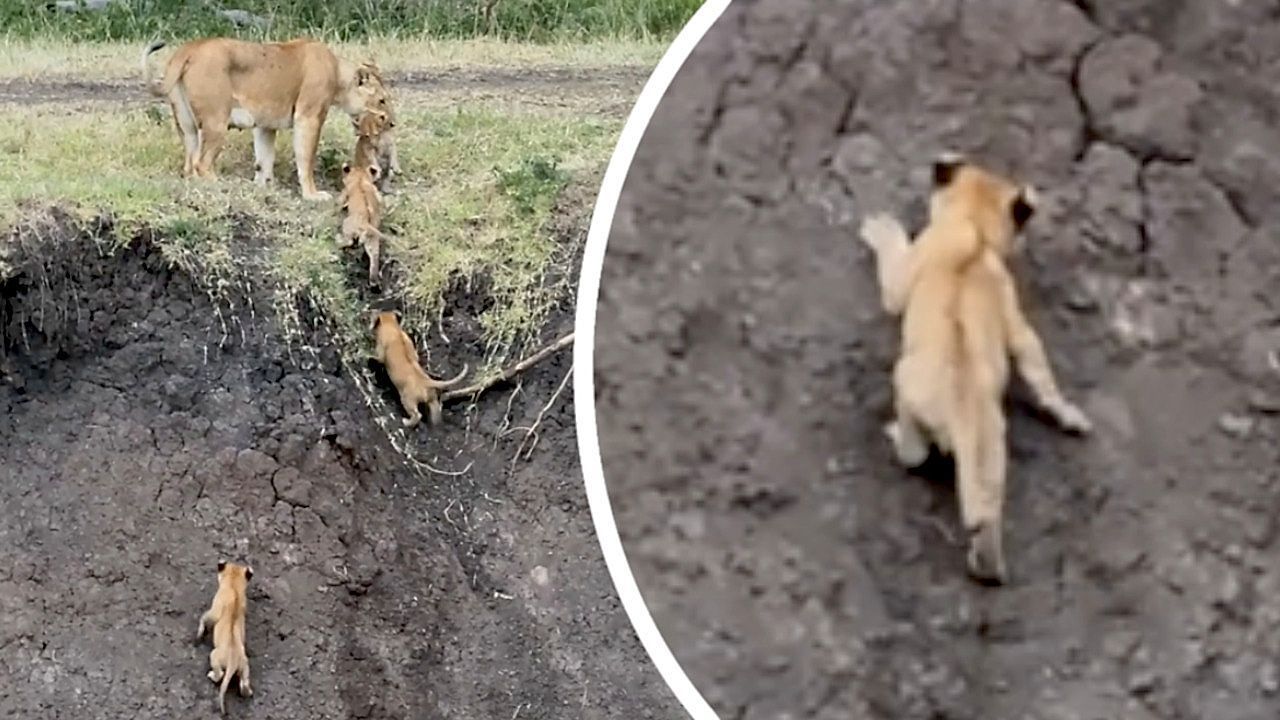 Video: Löwenfamilie erklimmt steiles Flussufer – eine kleine Raubkatze hat zu kämpfen