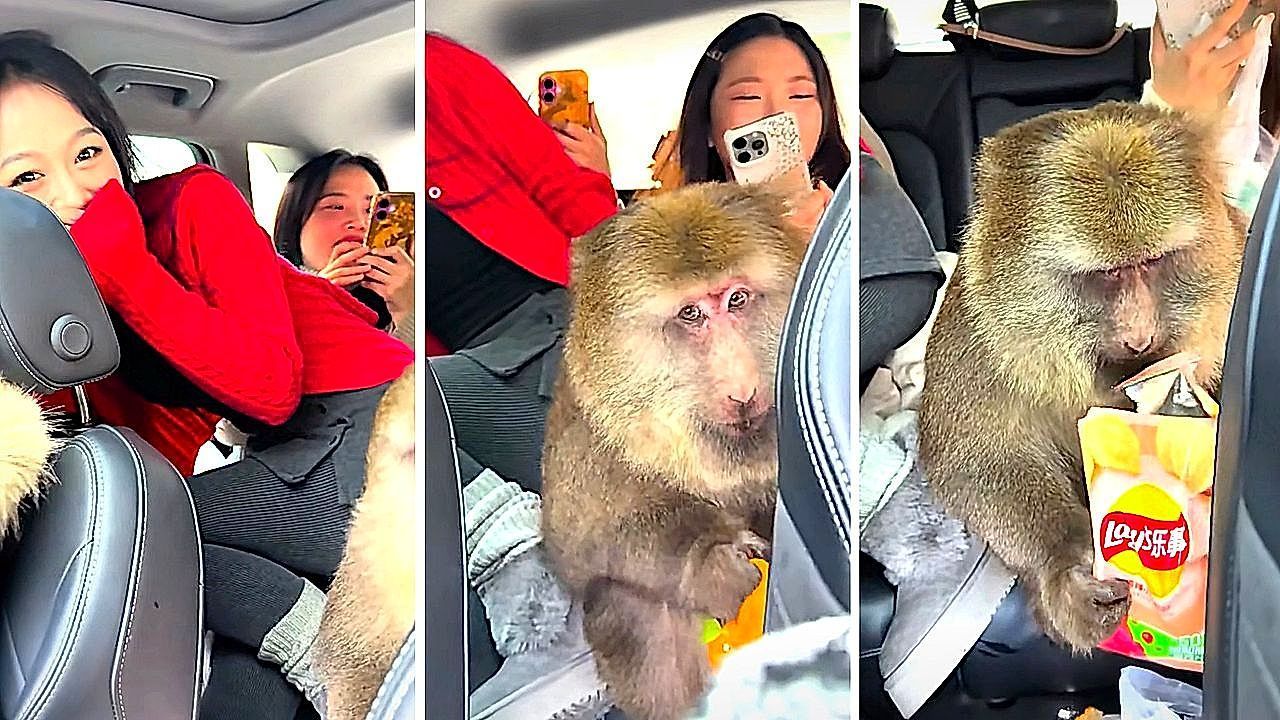 Video: Dreister Snack-Dieb: Affe stürmt Touristen-Auto in China