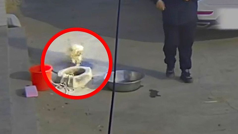 Vor lauter Freude: Aufgeregter Hund stürzt bei Begrüßung in Brunnen