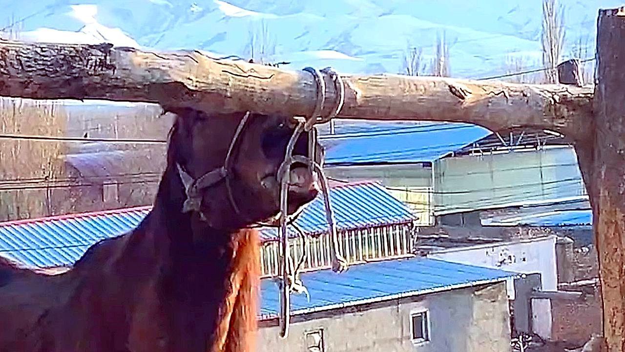 Video: Zu schlau für den Knoten: Pferd befreit sich mit Zähnen von seiner Leine