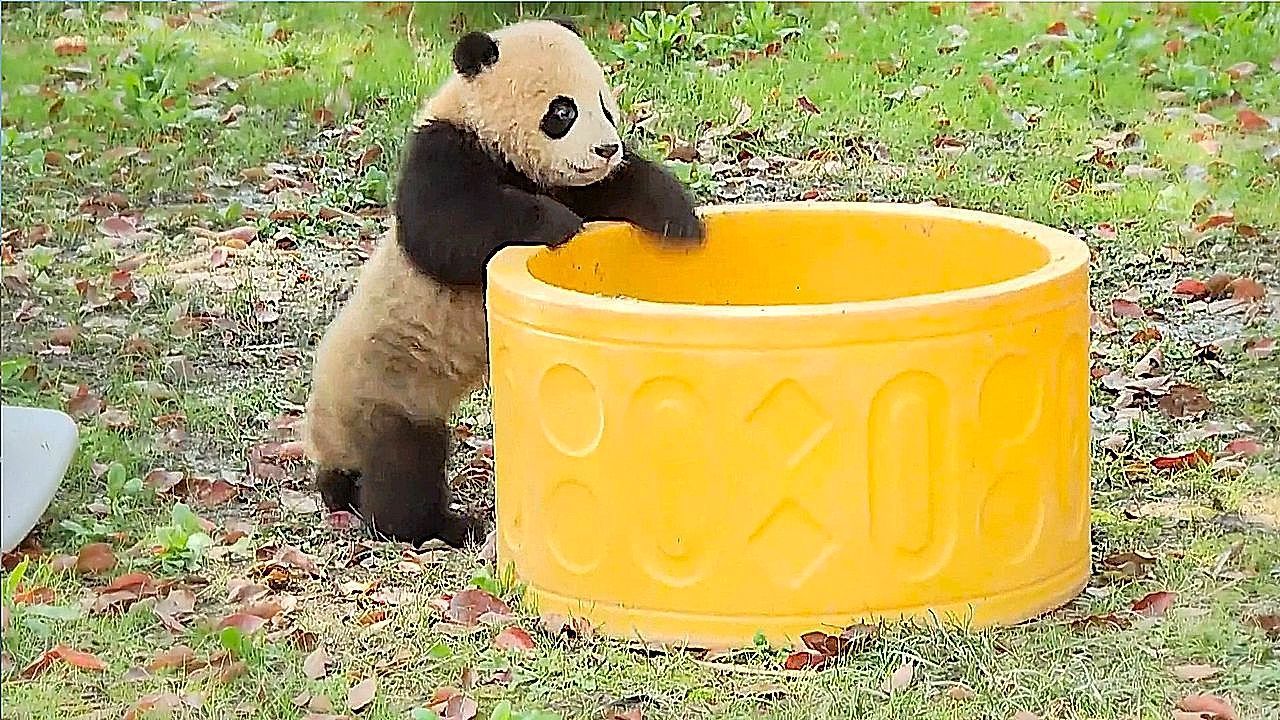 Video: Panda twins make outdoor debut as growth milestone delights visitors