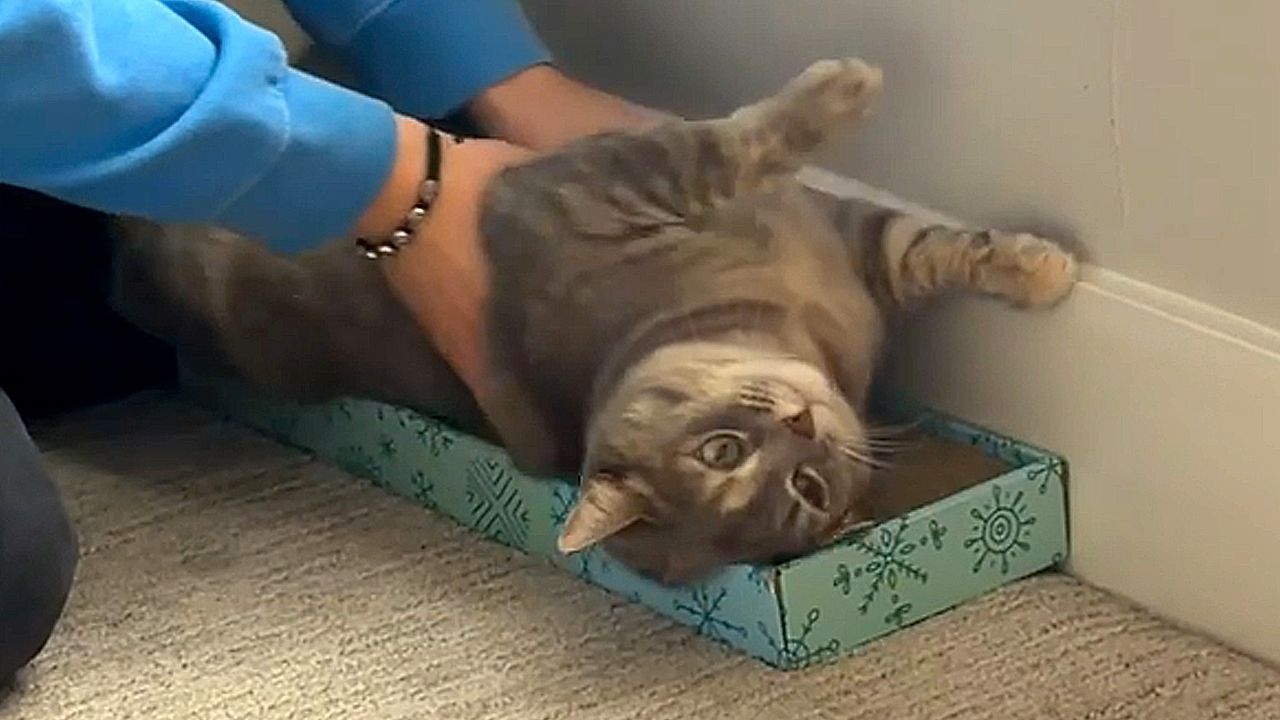 Video: Wie auf der Käsereibe: Katze liebt ungewöhnliche Massage