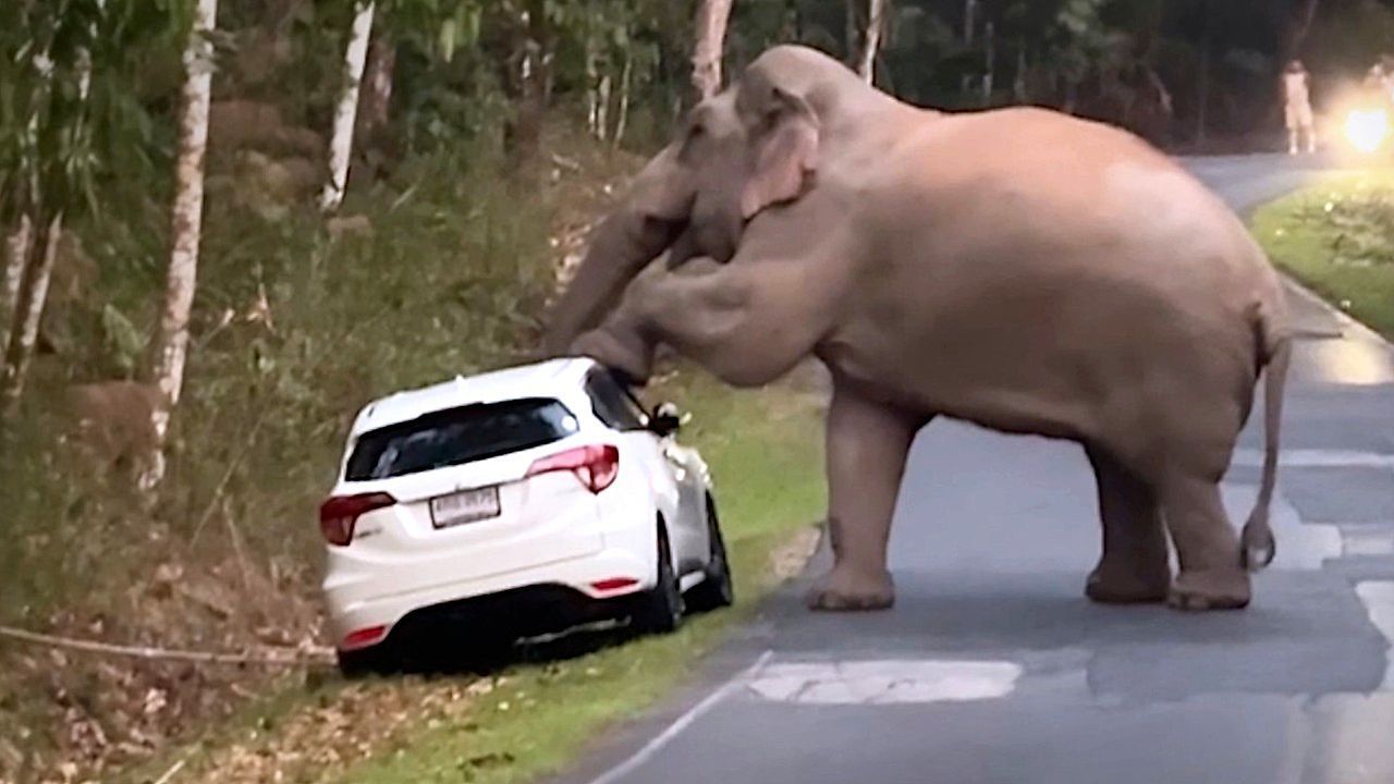 Video: Dreister Einbruch: Hungriger Elefant zerlegt Auto